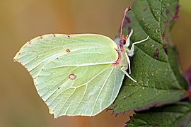 鈎粉蝶 Gonepteryx rhamni