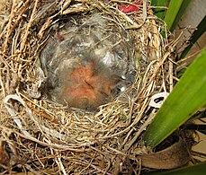 Three 2 days old chicks – the chicks may hatch on the same or on successive days