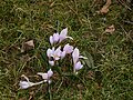 Colchicum hungaricum clump