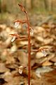 The orchid, Corallorrhiza wisteriana in Gadsden Co. FL, 2 Mar. 2003.