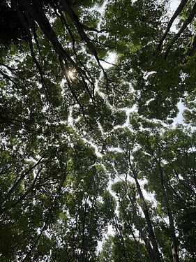 Crown shyness by Mimk0205