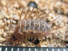 A woodlouse with a speckled sand like pattern and large protruding spines on its back