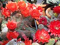 Echinopsis chamaecereus