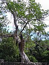 Ficus aurea in Deering Park, Florida