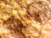 Fossilized compound eyes from the Florissant Formation