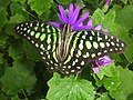 Graphium agamemnon (Tailed jay)