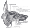 Coronal section of right temporal bone. Prominence of the facial canal labeled at top, fourth from the left.