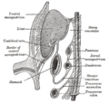 Schematic figure of the bursa omentalis, etc. Human embryo of eight weeks.
