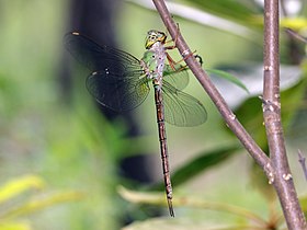 Male grey duskhawker side view from below