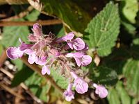 Stachys bullata, flower detail