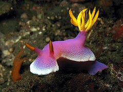 Hypselodoris apolegma（英語：Hypselodoris apolegma）