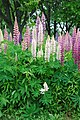 Lupins in Hokkaido, Japan