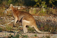 Agile wallaby