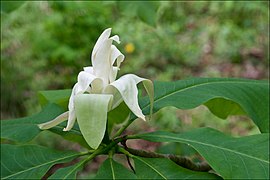 Magnolia tripetala photographed at Walnut Creek at the Charlton Recreation Area, Ouachita National Forest, Garland County, Arkansas taken 2018
