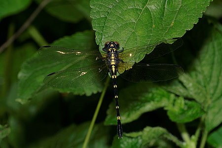 female