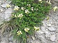 Oxytropis campestris