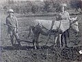 Using donkey for plowing, 1947