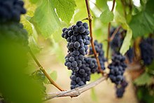 Several bunches of dark red grapes on the vine in sunlight