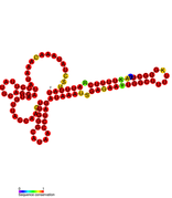 Listeria snRNA rli52: Predicted secondary structure taken from the Rfam database. Family RF01480.