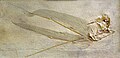 明氏喙嘴翼龙（Rhamphorhynchus munsteri）
