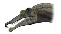 Annotated skull and reconstructed head of Spinosaurus