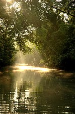Sundarbans, the largest mangrove forest