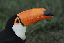 Photo of toco toucan's head emphasizing the large beak