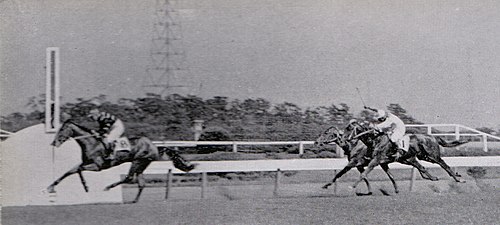 1951年冠军“Tokino Minoru”(中文名称未有正式翻译，大概翻译为傲视一切/丰收时刻）