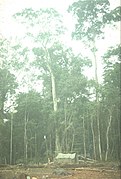 Photo of the Amazon jungle in the Lagunas District of the Alto Amazonas Province, in the Department of Loreto, in Peru. This photo was taken in 1971 while working as a Geophysical Observer in oil exploration for Petty Geophysical.