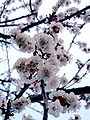 Another detail of apricot blossoms