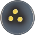 Aspergillus neoflavipes growing on CYA plate