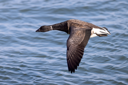 Atlantic Brant flying along the jetty at Barnegat Lighthouse State Park, NJ.