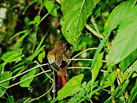 Black-throated Trogon (female)