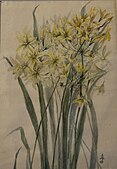Golden Brodiaea Lily (1927)
