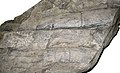 Fossil of a Calamites sp.