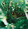 Female Cardinal on her nest.