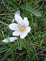 Colchicum hungaricum close-up