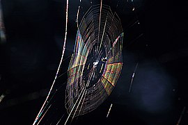 Colors seen in a spider web are partially due to diffraction, according to some analyses.[17]