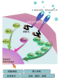 2013年12月11日 (三) 21:39版本的缩略图