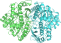 PDB: 2ONE​. Enolase (dimer). Yeast. Complexed with 2-phosphoglycerate and phosphoenolpyruvate.