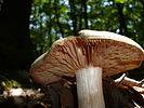 Entoloma sinuatum, showing pink gills