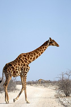 Giraffe (giraffa) crossing the street near Okaukuejo in Etosha