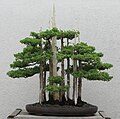 Goshin (Foemina Juniper) by John Naka