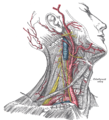 表面解剖右侧颈，显示颈动脉及锁骨下动脉