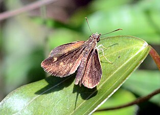 Dorsal view