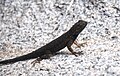 Adult, Joshua Tree National Park