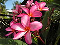pink frangipani (Plumeria or kalachuchi in Visayan)