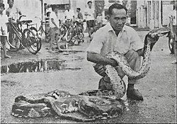 Kampong Kuala Balai in 1964