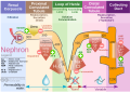 Diagram of physiological functions of nephron, including the loop of Henle.