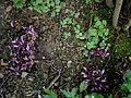 Lathraea clandestina in a hazel hedge